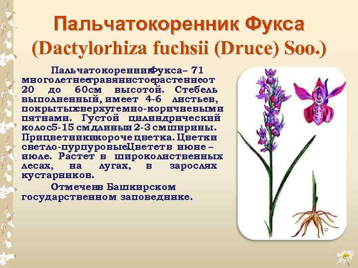 Пальчатокоренник Фукса (Dactylorhiza fuchsii (Druce) Soo. ) Пальчатокоренник Фукса – 71 многолетнее травянистое растениеот