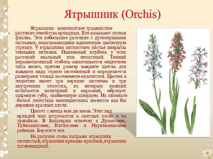 Ятрышник (Orchis) Ятрышник многолетнее травянистое растение семейства орхидных. Его называют лесная фиалка. Это небольшое