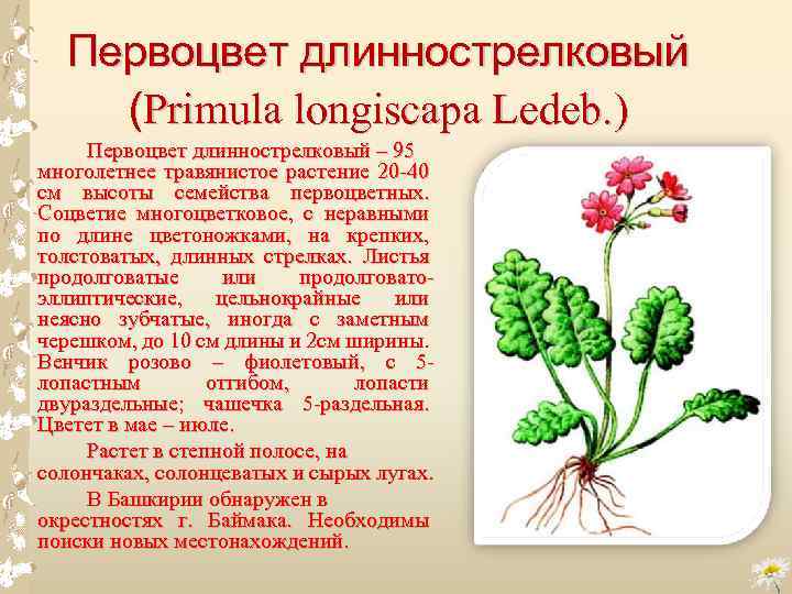 Первоцвет длиннострелковый (Primula longiscapa Ledeb. ) Первоцвет длиннострелковый – 95 многолетнее травянистое растение 20