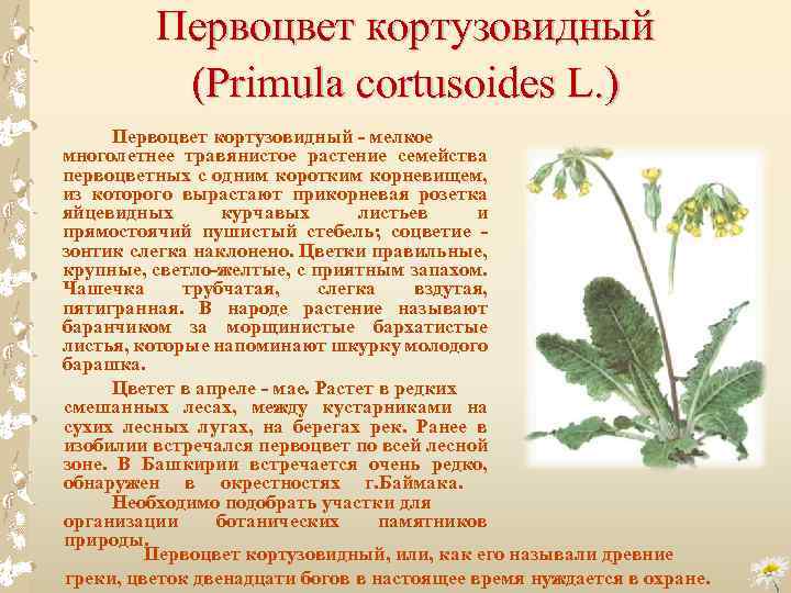 Первоцвет кортузовидный (Primula cortusoides L. ) Первоцвет кортузовидный - мелкое многолетнее травянистое растение семейства