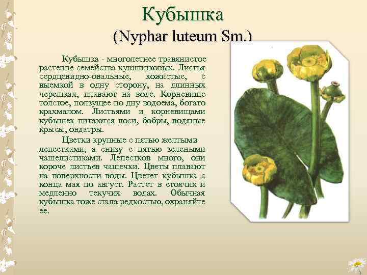 Кубышка (Nyphar luteum Sm. ) Кубышка многолетнее травянистое растение семейства кувшинковых. Листья сердцевидно овальные,