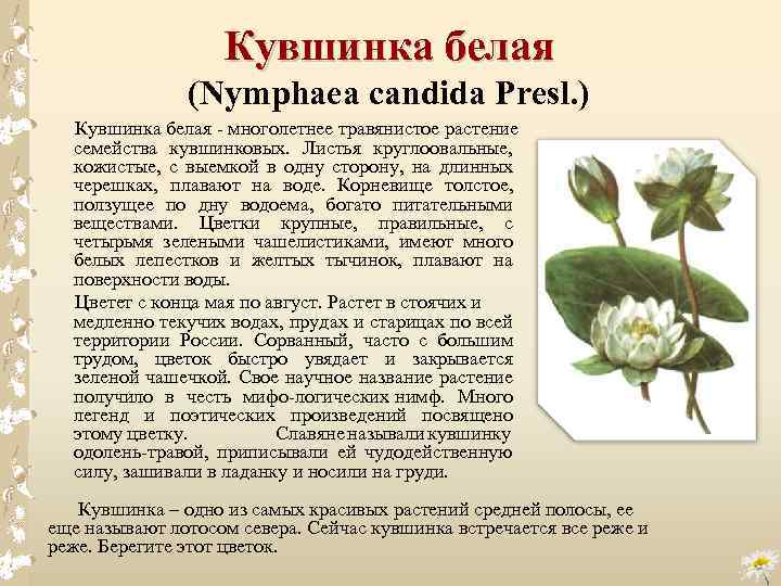 Кувшинка белая (Nymphaea candida Presl. ) Кувшинка белая многолетнее травянистое растение семейства кувшинковых. Листья