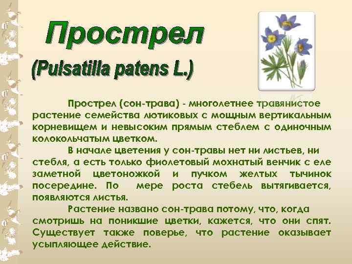 Прострел (сон трава) многолетнее травянистое растение семейства лютиковых с мощным вертикальным корневищем и невысоким