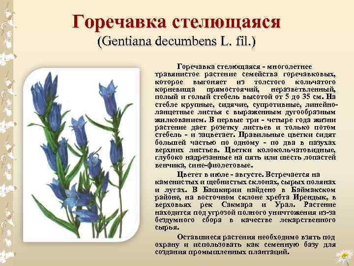 Горечавка стелющаяся (Gentiana decumbens L. fil. ) Горечавка стелющаяся - многолетнее травянистое растение семейства