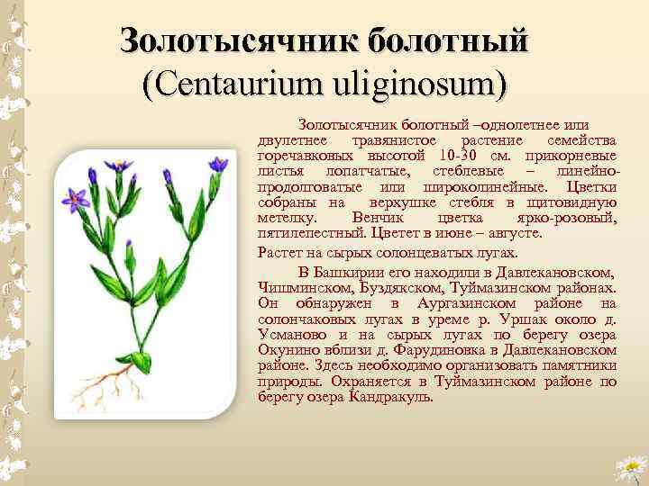 Золотысячник болотный (Centaurium uliginosum) Золотысячник болотный –однолетнее или двулетнее травянистое растение семейства горечавковых высотой