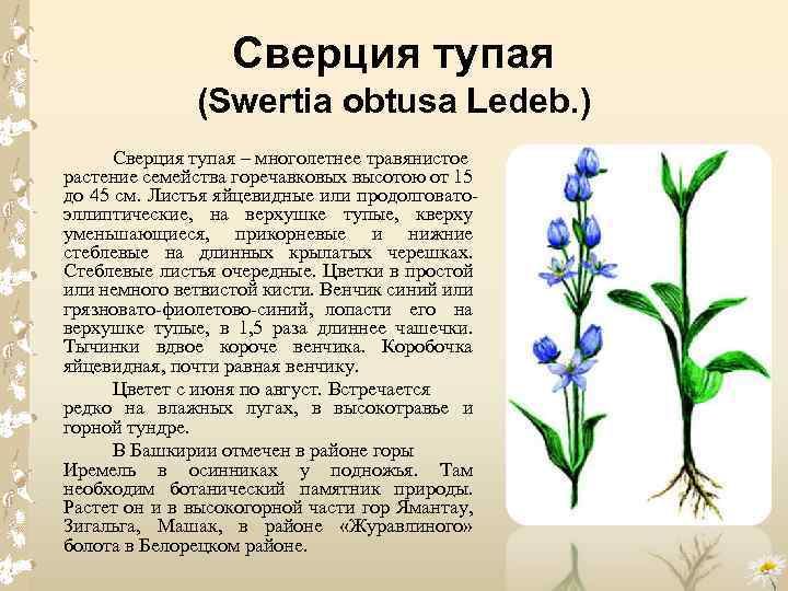 Сверция тупая (Swertia obtusa Ledeb. ) Сверция тупая – многолетнее травянистое растение семейства горечавковых