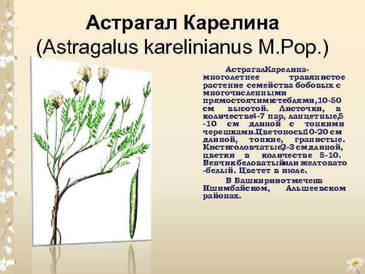 Астрагал Карелина (Astragalus karelinianus M. Pop. ) Астрагал. Карелина многолетнее травянистое растение семейства бобовых