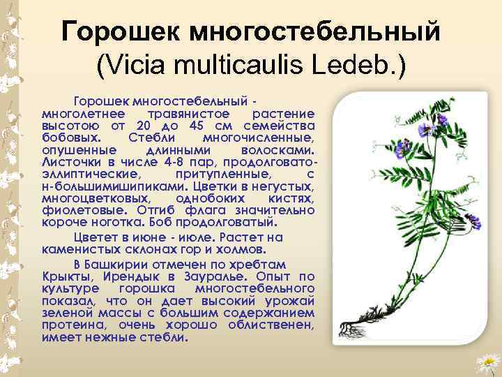 Горошек многостебельный (Vicia multicaulis Ledeb. ) Горошек многостебельный многолетнее травянистое растение высотою от 20