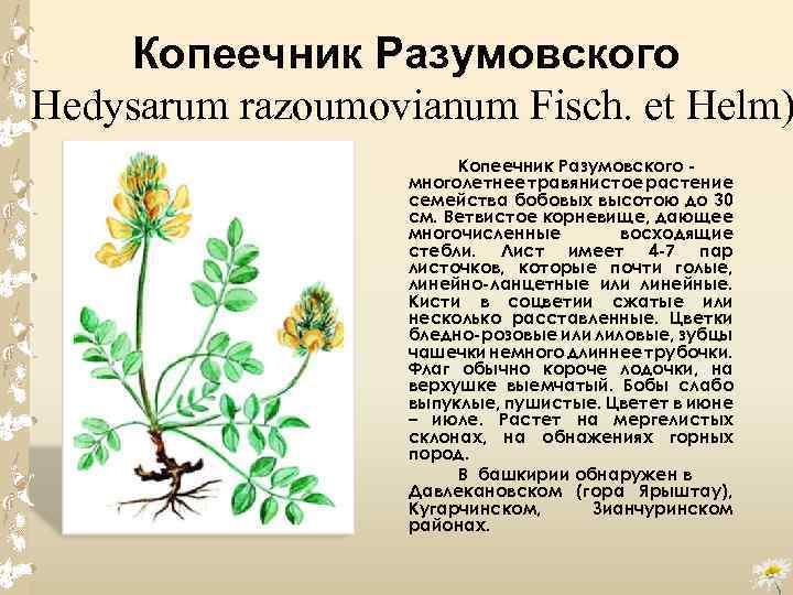 Копеечник Разумовского (Hedysarum razoumovianum Fisch. et Helm) Копеечник Разумовского многолетнее травянистое растение семейства бобовых