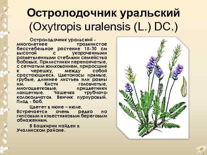 Остролодочник уральский (Oxytropis uralensis (L. ) DC. ) Остролодочник уральский многолетнее травянистое бесстебельное растение