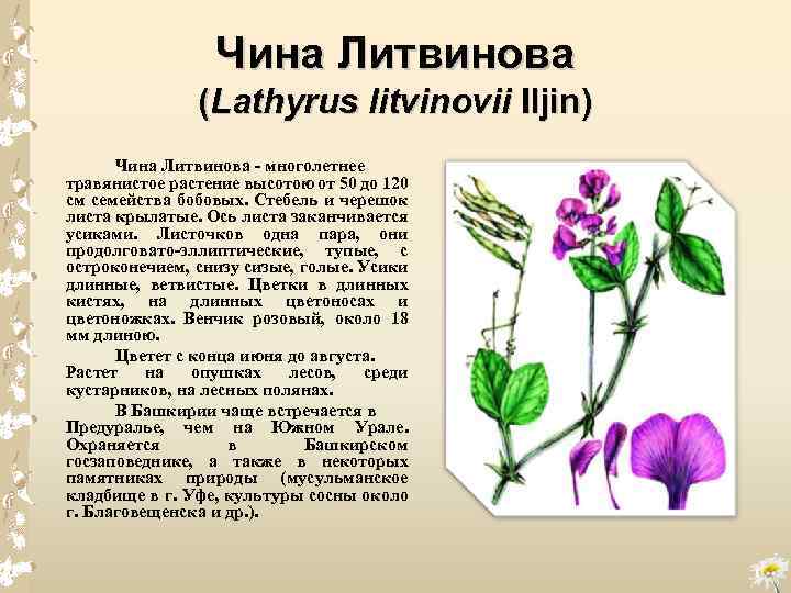 Чина Литвинова (Lathyrus litvinovii Iljin) Чина Литвинова - многолетнее травянистое растение высотою от 50