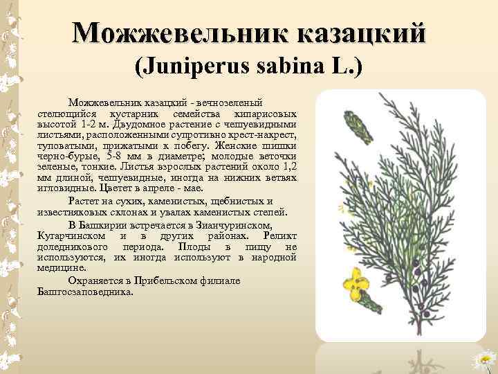 Можжевельник казацкий (Juniperus sabina L. ) Можжевельник казацкий вечнозеленый стелющийся кустарник семейства кипарисовых высотой