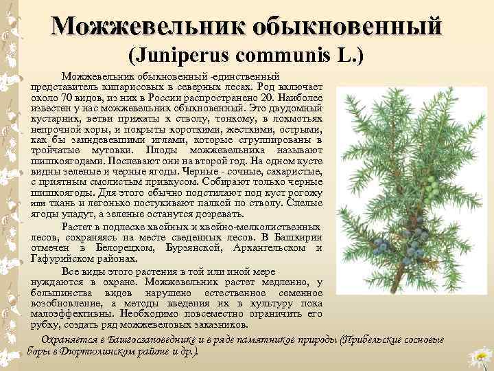 Можжевельник обыкновенный (Juniperus communis L. ) Можжевельник обыкновенный единственный представитель кипарисовых в северных лесах.