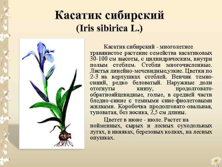 Касатик сибирский (Iris sibirica L. ) Касатик сибирский многолетнее травянистое растение семейства касатиковых 30