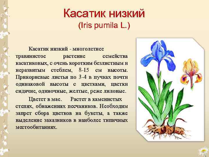 Касатик низкий (Iris pumila L. ) Касатик низкий многолетнее травянистое растение семейства касатиковых, с