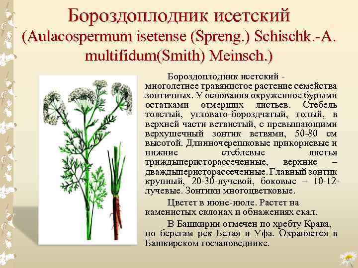 Бороздоплодник исетский (Aulacospermum isetense (Spreng. ) Schischk. A. multifidum(Smith) Meinsch. ) Бороздоплодник исетский многолетнее