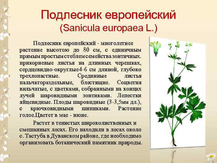 Подлесник европейский (Sanicula europaea L. ) Подлесник европейский многолетнее растение высотою до 80 см,