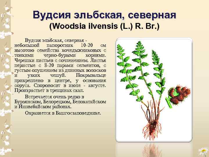 Вудсия эльбская, северная (Woodsia ilvensis (L. ) R. Br. ) Вудсия эльбская, северная небольшой