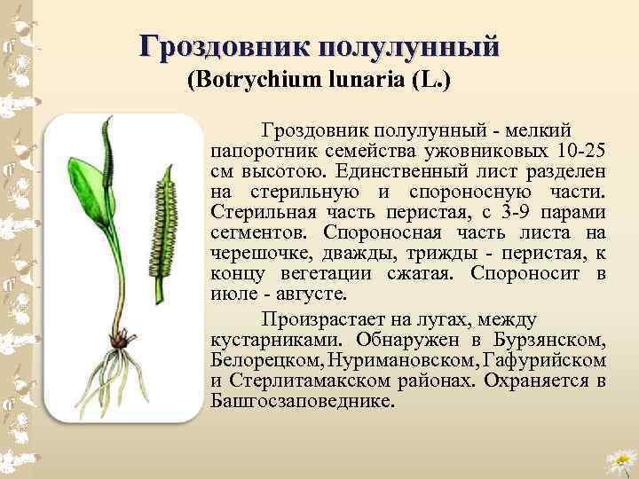 Гроздовник полулунный (Botrychium lunaria (L. ) Гроздовник полулунный мелкий папоротник семейства ужовниковых 10 25
