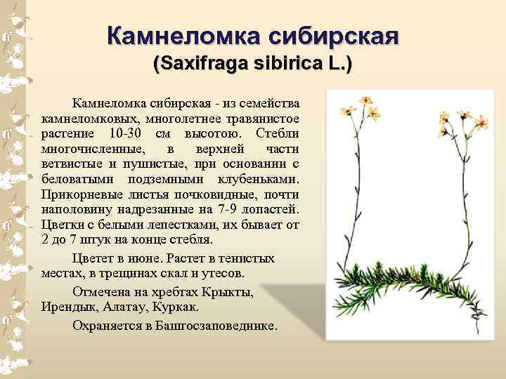Камнеломка сибирская (Saxifraga sibirica L. ) Камнеломка сибирская из семейства камнеломковых, многолетнее травянистое растение