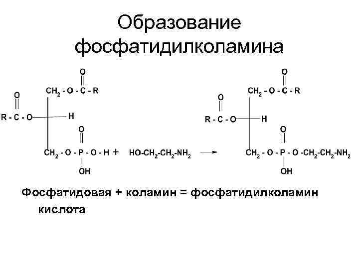 Образование фосфатидилколамина Фосфатидовая + коламин = фосфатидилколамин кислота 
