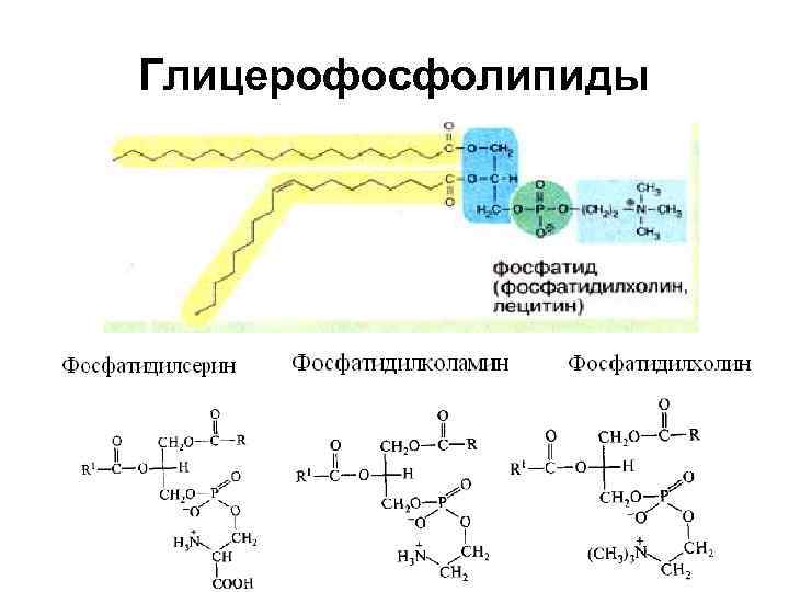 Структура глицерофосфатов и сфинголипидов. Химическое строение и функции глицерофосфолипидов. Глицерофосфолипиды схема строения. Глицерофосфолипиды общая формула. Фосфолипиды глицерофосфолипиды.