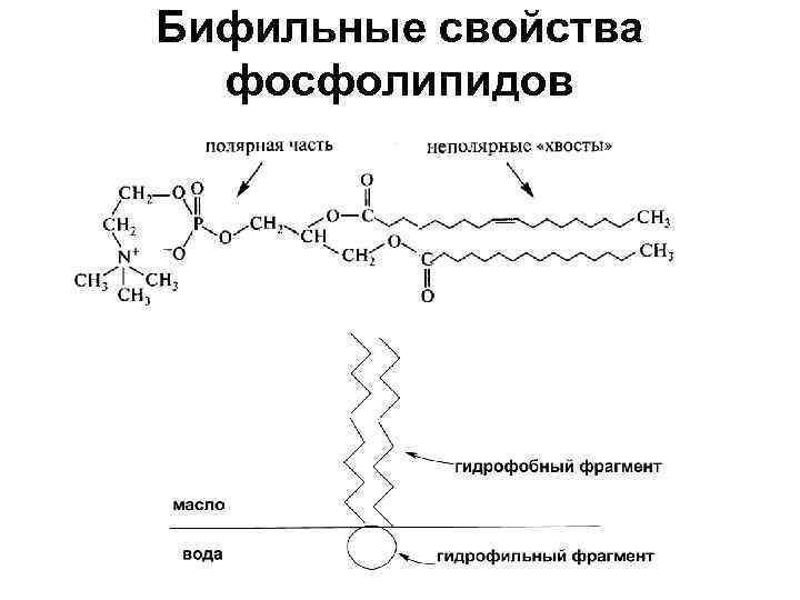 Строение фосфолипида. Фосфолипиды строение биохимия. Строение фосфолипидов. Фосфолипиды строение структура. Химическая структура фосфолипидов.
