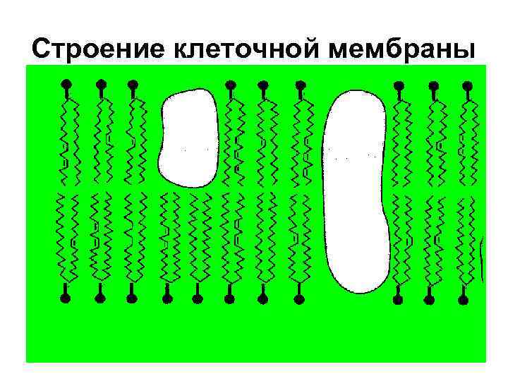 Строение клеточной мембраны 