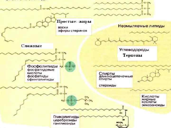 Липиды волоса состав. Липиды это жиры. Омыляемые и неомыляемые липиды. Липиды в структуре волоса. Липиды для волос.