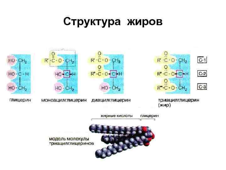 Состав вещества жиры