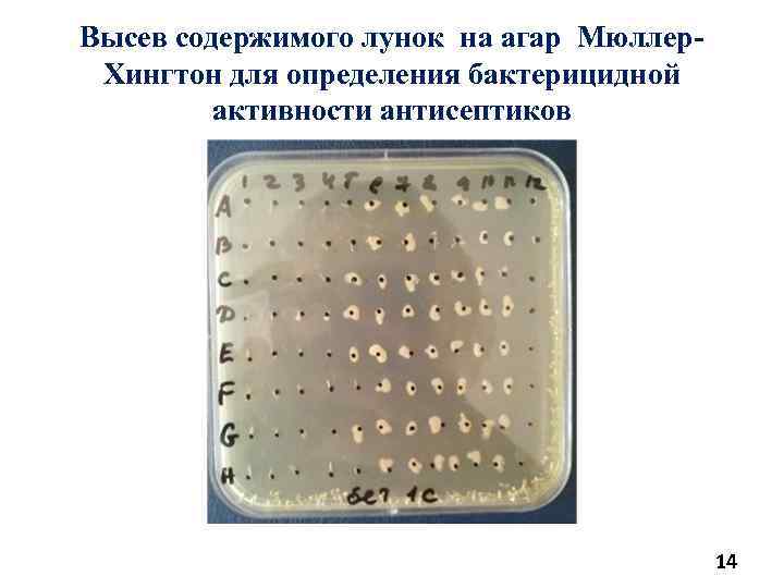 Высев содержимого лунок на агар Мюллер. Хингтон для определения бактерицидной активности антисептиков 14 