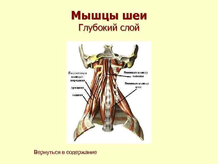 Мышцы шеи Глубокий слой Вернуться в содержание 