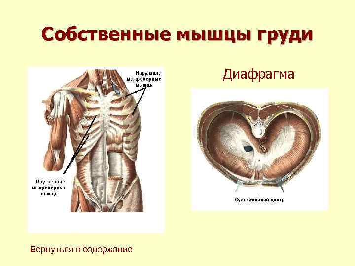 Собственные мышцы груди Диафрагма Вернуться в содержание 