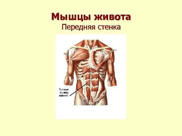 Мышцы живота Передняя стенка 