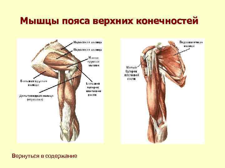 Мышцы пояса верхних конечностей Вернуться в содержание 