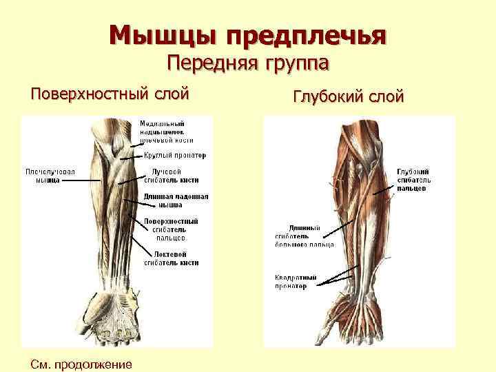 Мышцы предплечья Передняя группа Поверхностный слой См. продолжение Глубокий слой 
