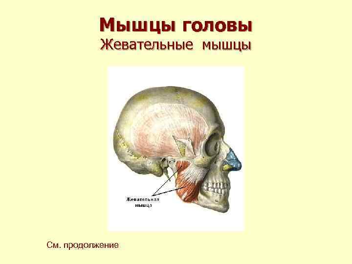 Мышцы головы Жевательные мышцы См. продолжение 