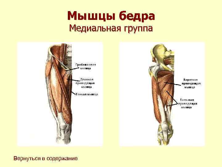 Мышцы бедра Медиальная группа Вернуться в содержание 