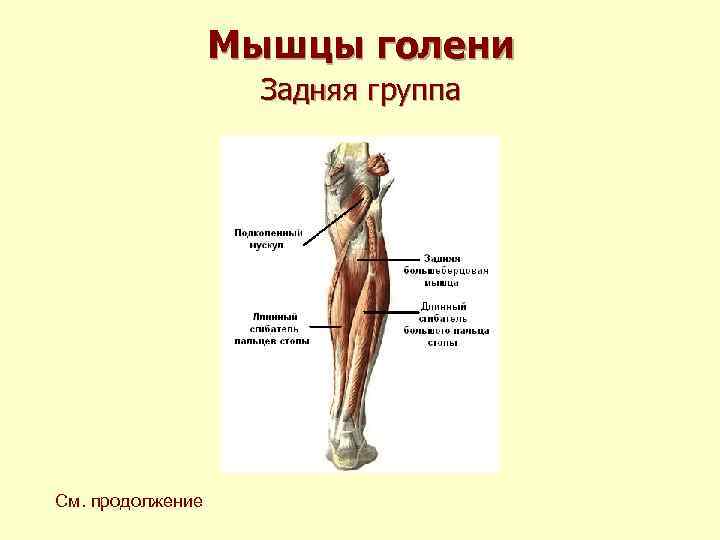 Мышцы голени Задняя группа См. продолжение 