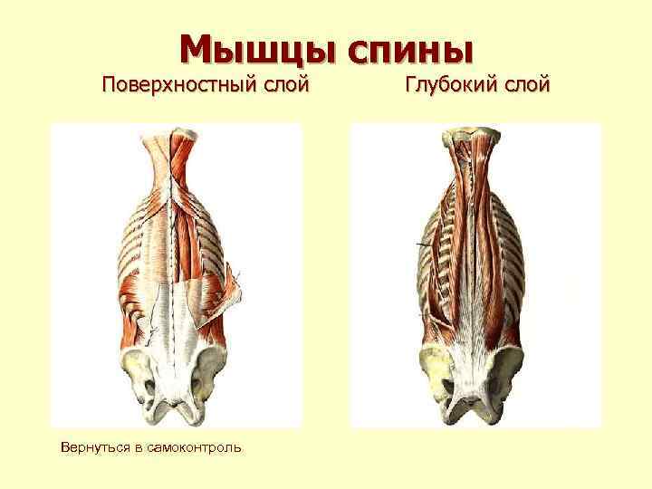 Мышцы спины Поверхностный слой Вернуться в самоконтроль Глубокий слой 