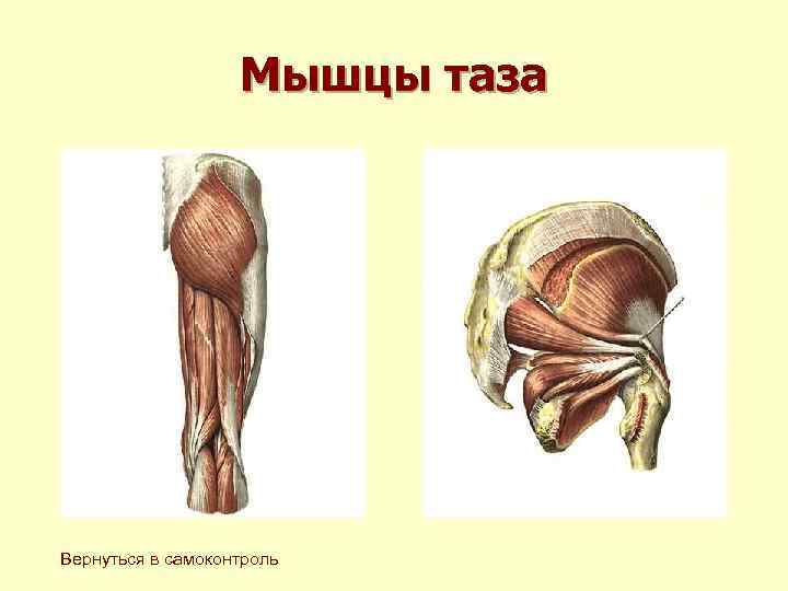 Мышцы таза Вернуться в самоконтроль 