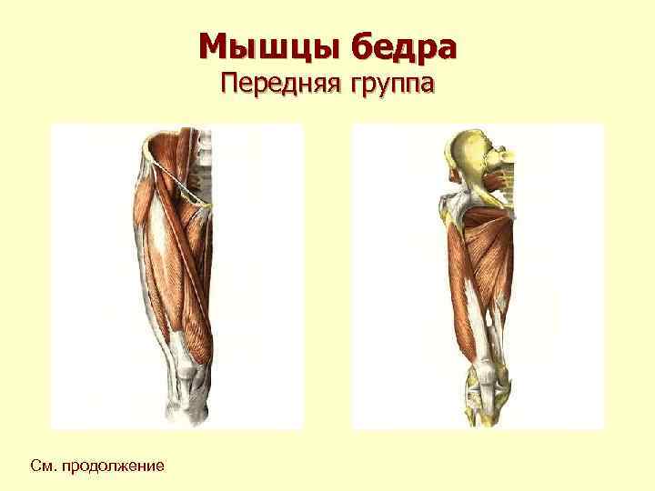 Мышцы бедра Передняя группа См. продолжение 