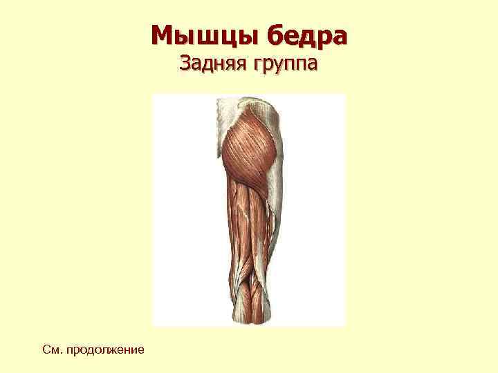 Мышцы бедра Задняя группа См. продолжение 