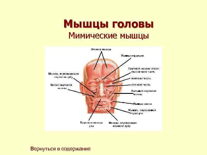 Мышцы головы Мимические мышцы Вернуться в содержание 