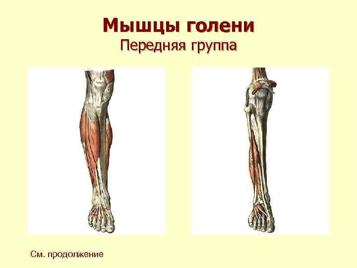 Мышцы голени Передняя группа См. продолжение 