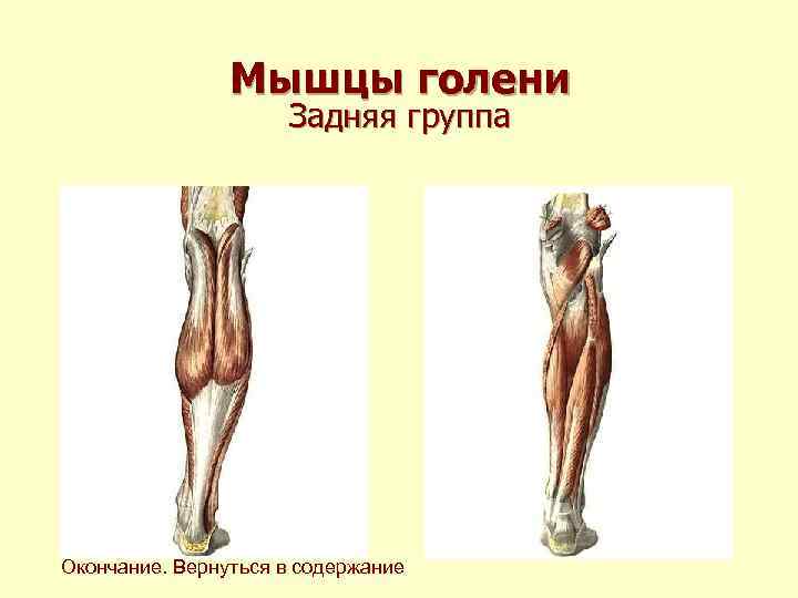 Мышцы голени Задняя группа Окончание. Вернуться в содержание 