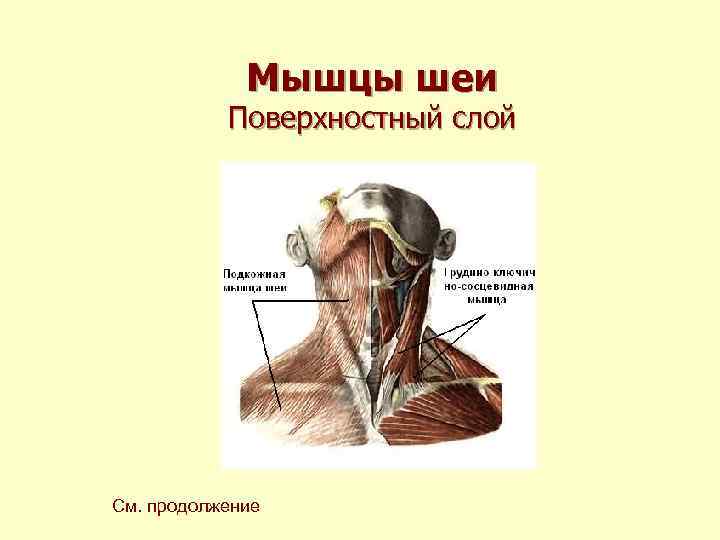 Мышцы шеи Поверхностный слой См. продолжение 