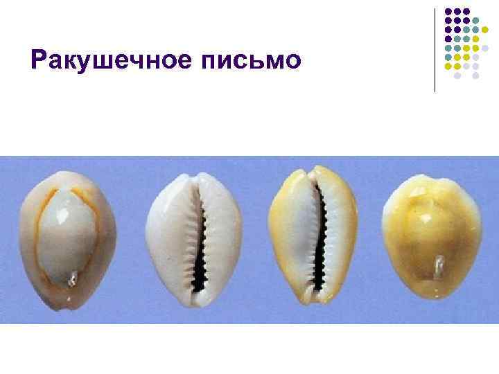 Ракушечное письмо 