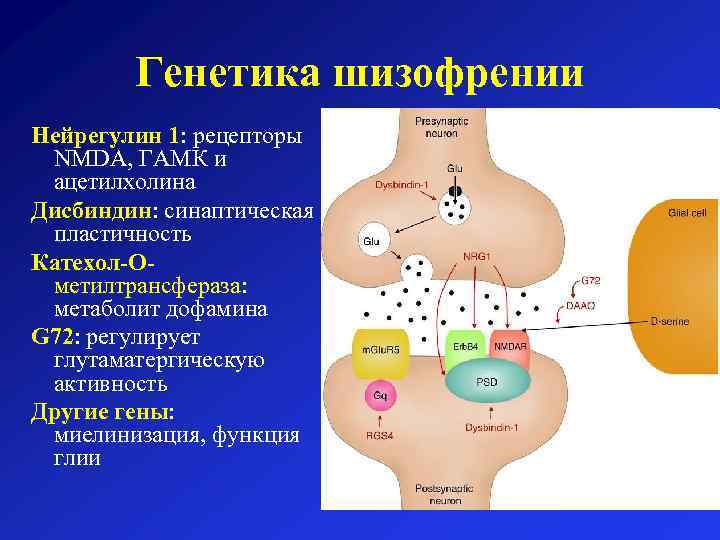 Генетика шизофрении Нейрегулин 1: рецепторы NMDA, ГАМК и ацетилхолина Дисбиндин: синаптическая пластичность Катехол-Oметилтрансфераза: метаболит