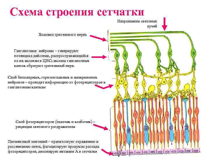 Схема строения сетчатки Направление световых лучей Волокна зрительного нерва Ганглиозные нейроны – генерируют потенциал